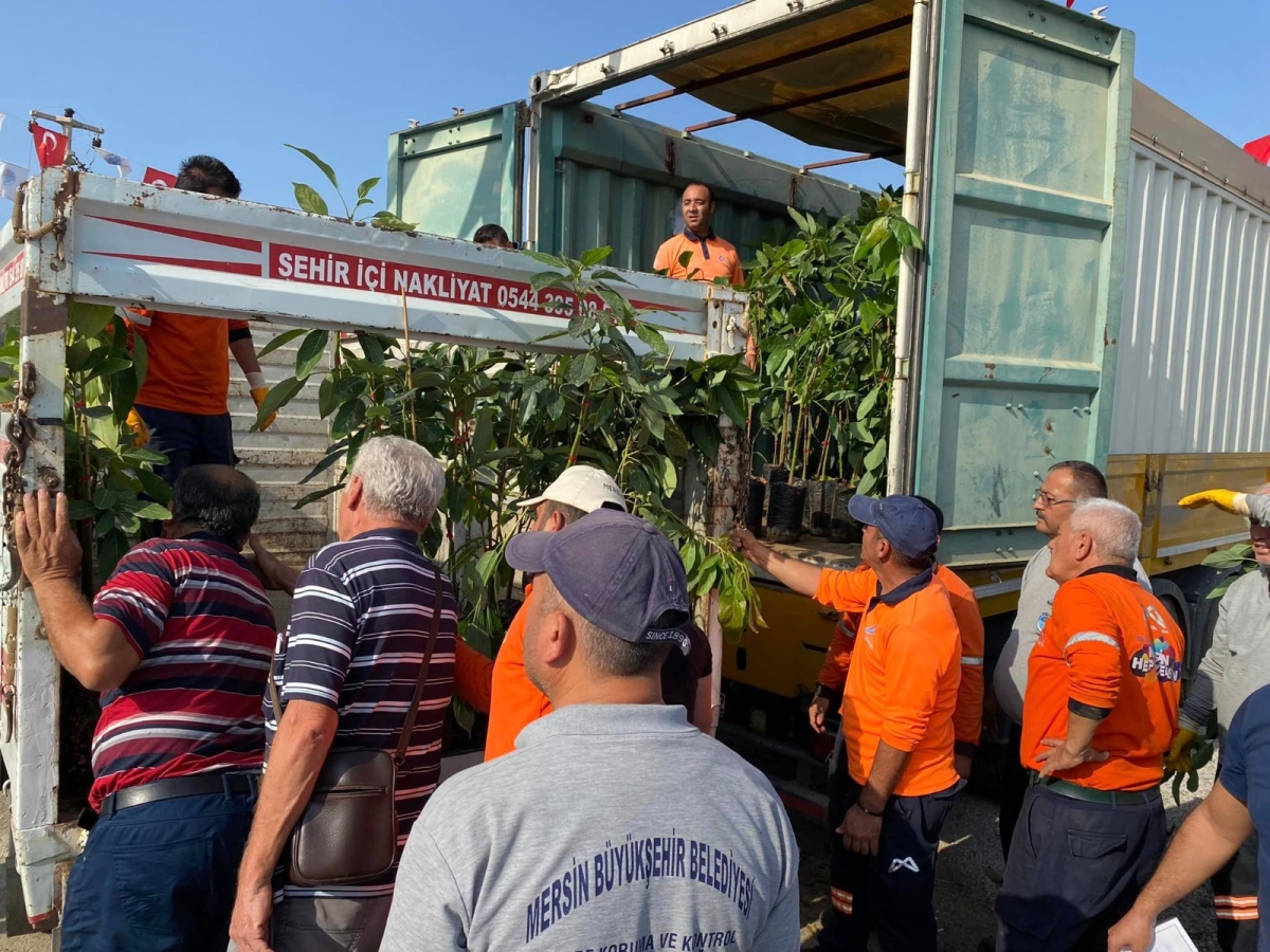 Büyükşehir belediyesi Anamur’da Avokado fidana dağıttı