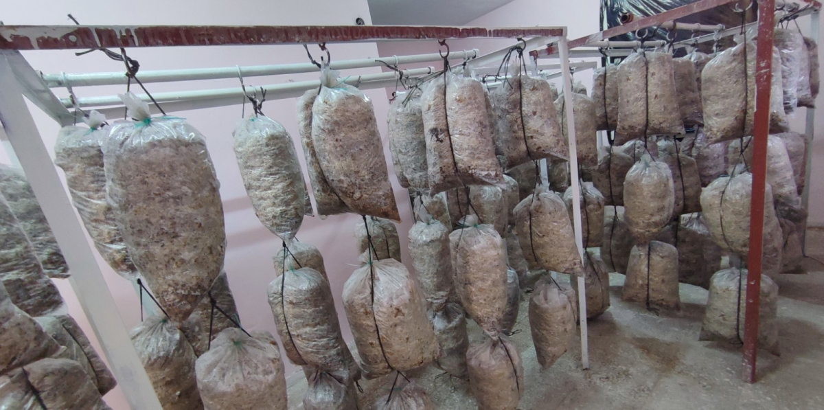 Atıl durumdaki Eski Okul binasında İstiridye Mantarı Yetiştiriyorlar