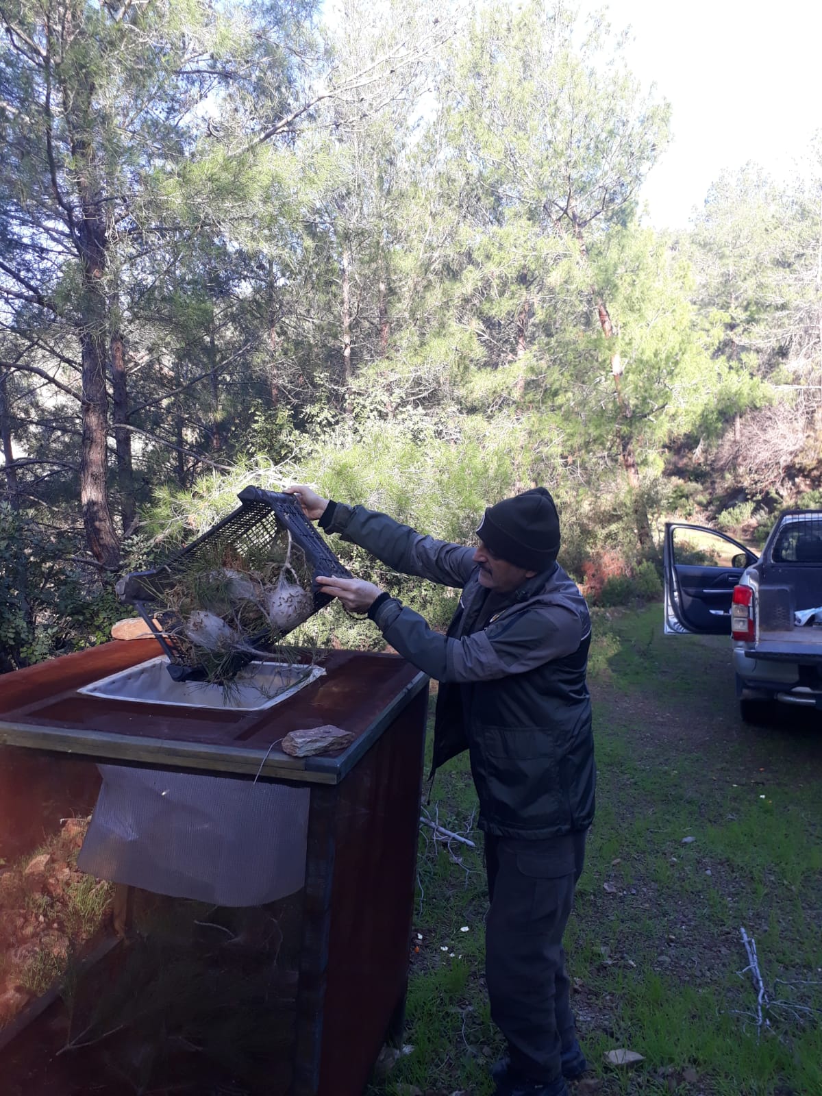 Anamur Orman İşletme Müdürlüğü Çam Kese Böceği ile Biyolojik Mücadele Başlattı..