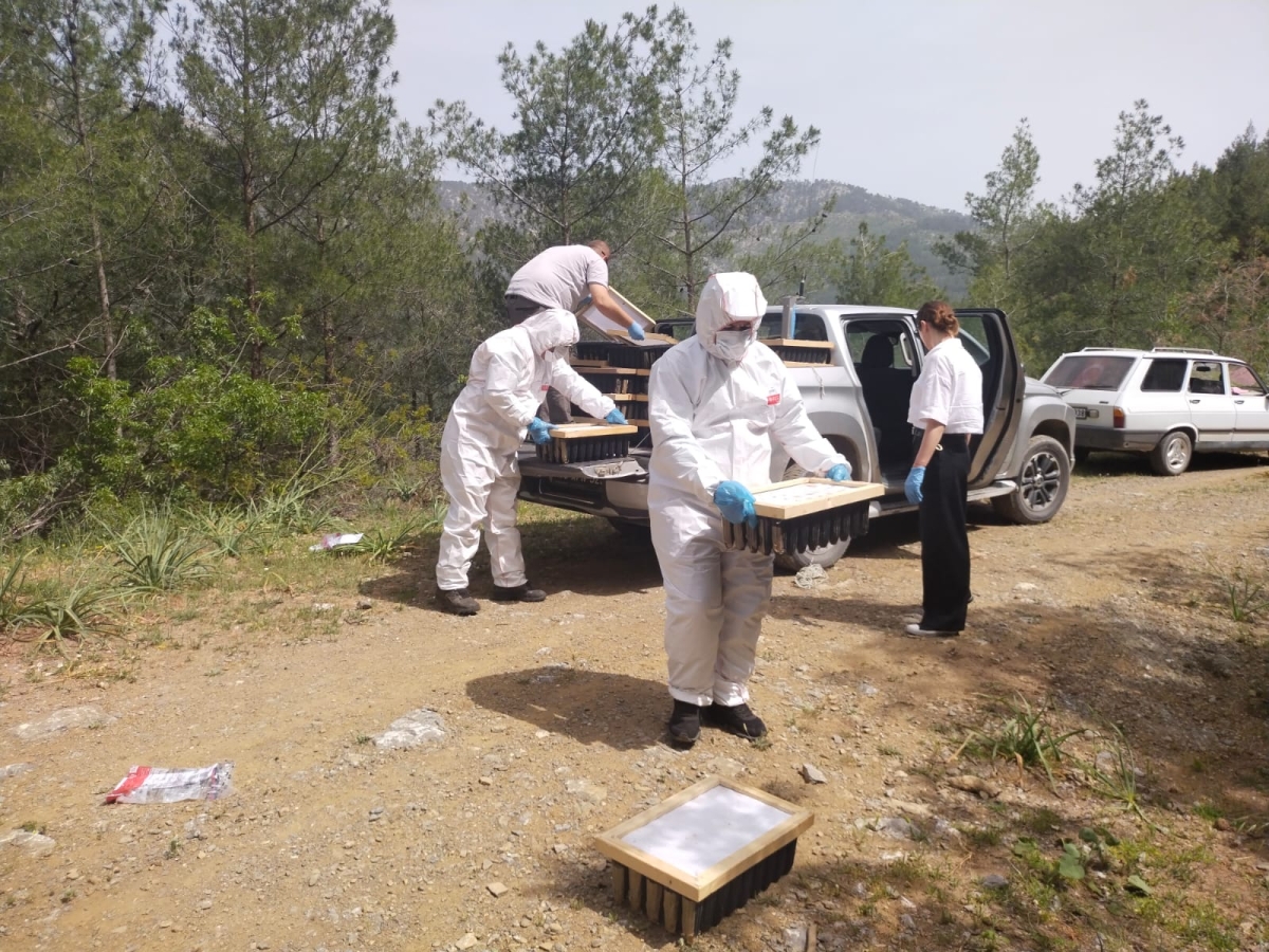 Anamur Orman İşletme Müdürlüğü Çam Kese Böceği ile Biyolojik Mücadele Başlattı..