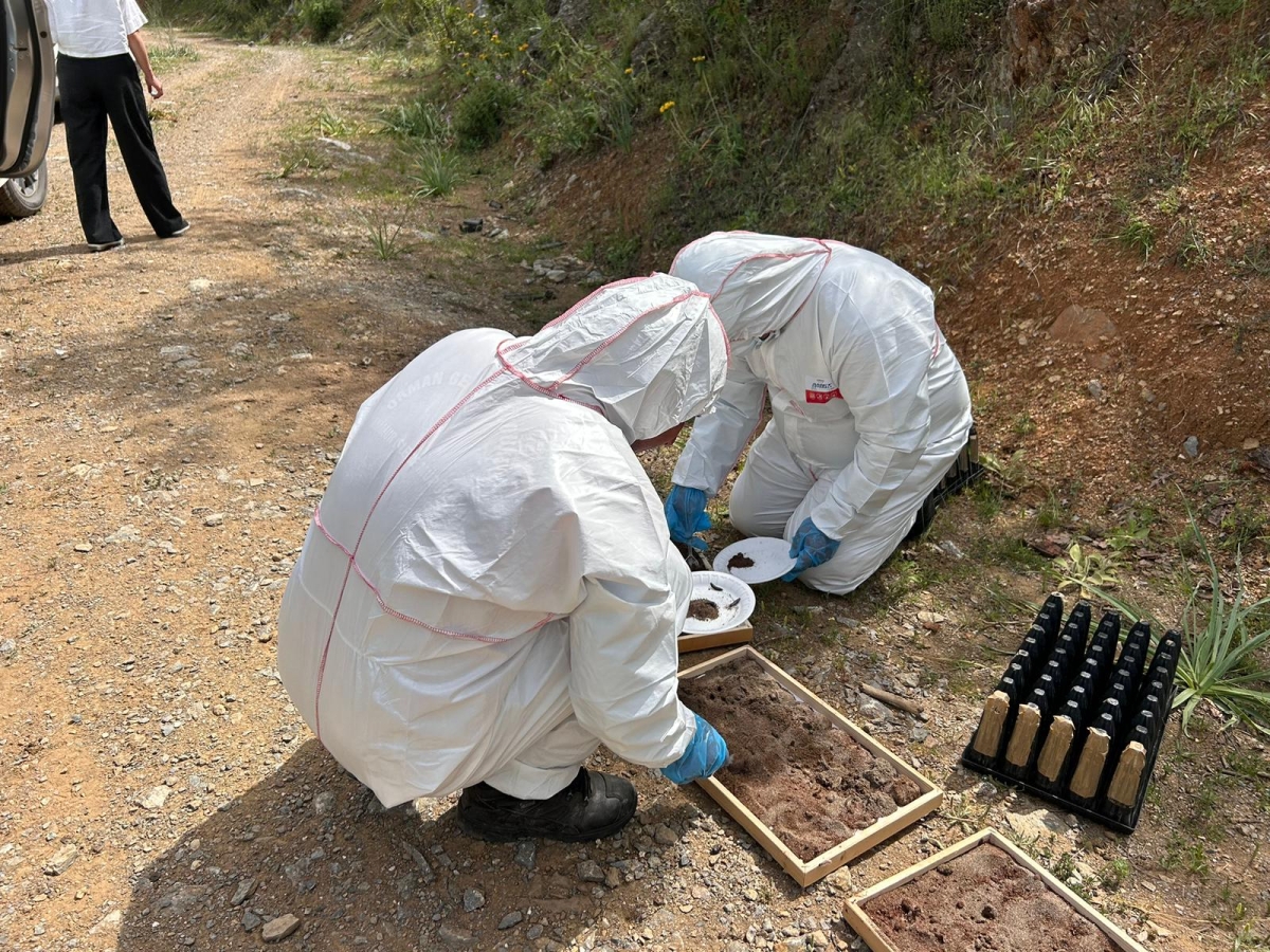 Anamur Orman İşletme Müdürlüğü Çam Kese Böceği ile Biyolojik Mücadele Başlattı..