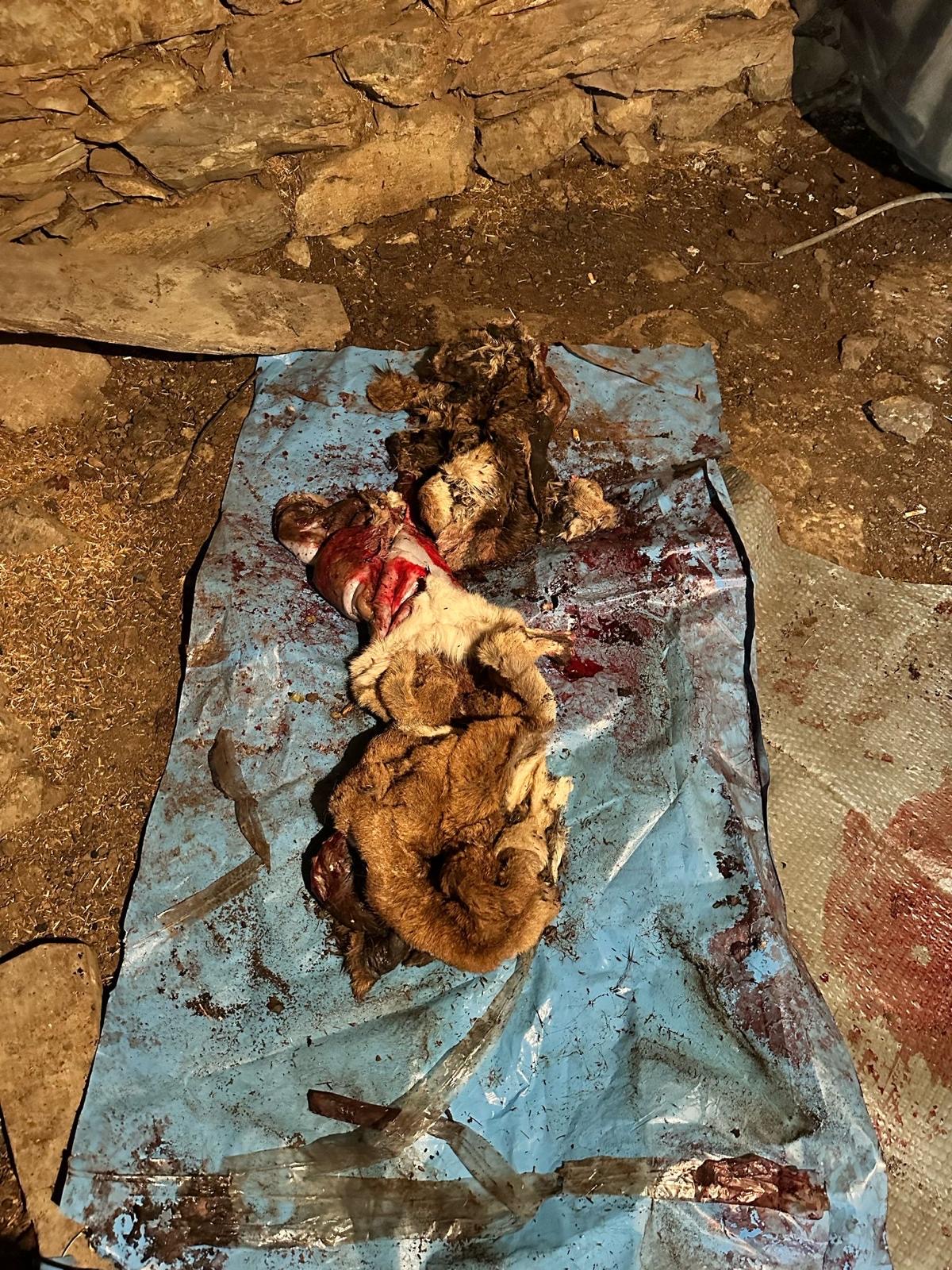 Dağ keçisi avcısına rekor ceza