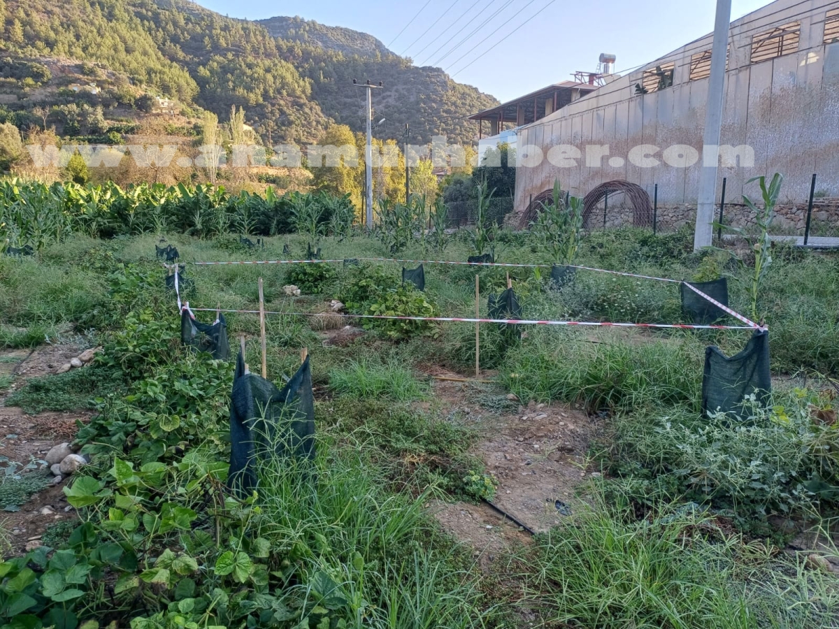 Anamur’da Avokado Tarlasında Obruk Korkuttu: Çiftçi Çukura Düştü