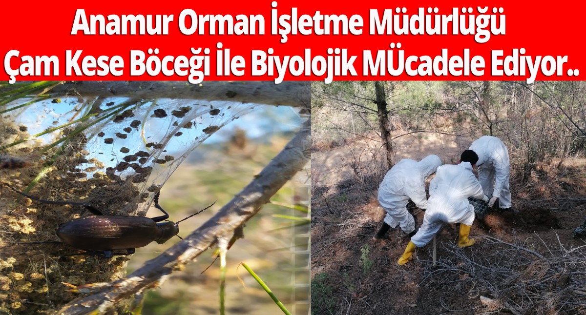 Anamur Orman İşletme Müdürlüğü Çam Kese Böceği ile Biyolojik Mücadele Ediyor..